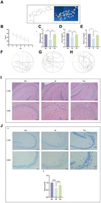 Exploring the multifaceted therapeutic mechanism of Schisanlactone E (XTS) in APP/PS1 mouse model of Alzheimer’s disease through multi-omics analysis